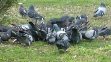 Pigeon filminin videosu