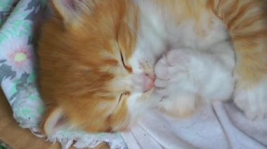 Bebek kedi videosu 