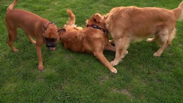 Psy Grają Trawie Parku Naturalnym — Wideo stockowe