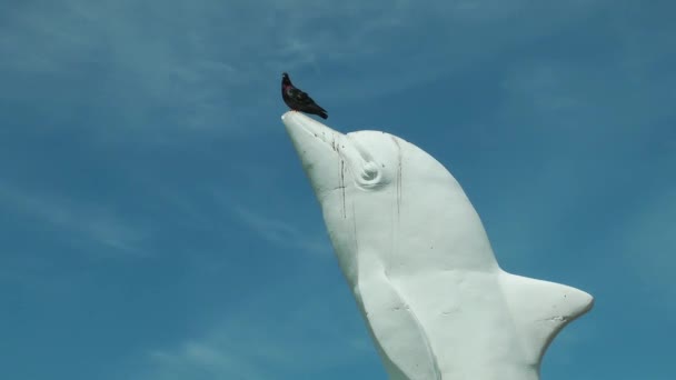 Statue Dauphin Pigeon — Video