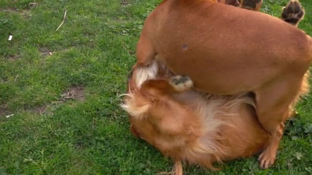 Собаки Играют Траве Природном Парке — стоковое видео