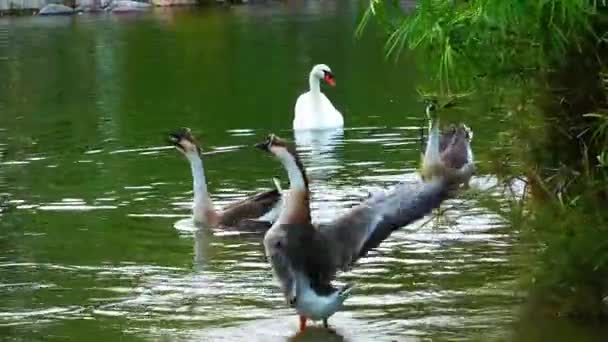 Enten Auf Grünem See — Stockvideo