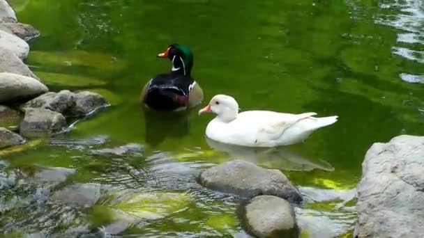 Enten Auf Grünem See — Stockvideo