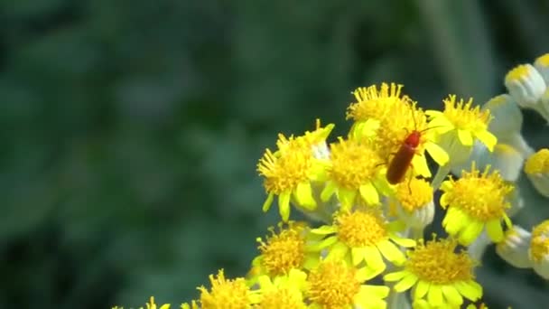 Böcek Üzerinde Sarı Çiçek — Stok video
