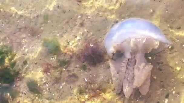 Видео Медузами Водой — стоковое видео