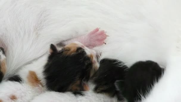 Kitty Baba Macskák Etetése Anya Mell — Stock videók