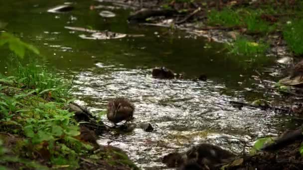 Pequeño Bebé Patos Arroyo — Vídeos de Stock