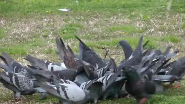Vídeo Pigeon Película Volando — Vídeo de stock