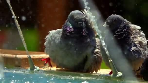 Pigeons Fountain — Stock Video