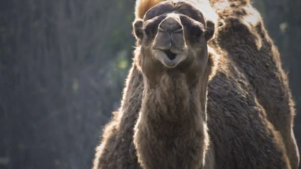 vidéo de chameau animal mammifère 