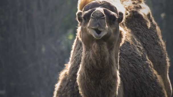 Video Camello Animal Mamífero — Vídeo de stock