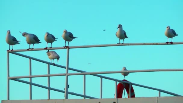 Möwen Auf Dem Schiff — Stockvideo