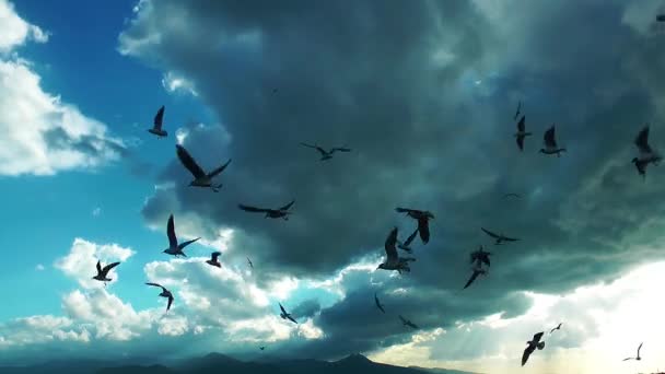 Gaviotas Las Nubes — Vídeos de Stock