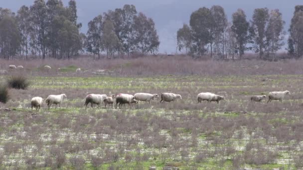 Moutons Dans Nature Pleine — Video