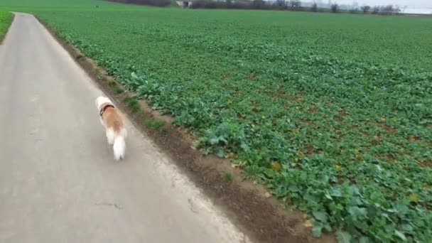 Cão Está Campo Full — Vídeo de Stock