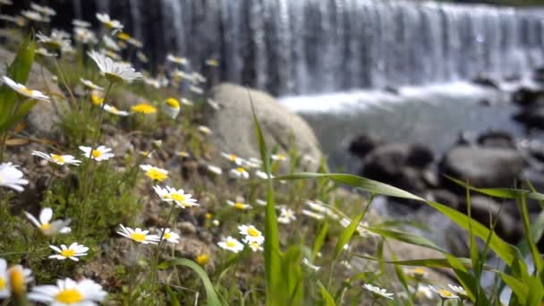 Stokrotka Kwiat Wodospad — Wideo stockowe