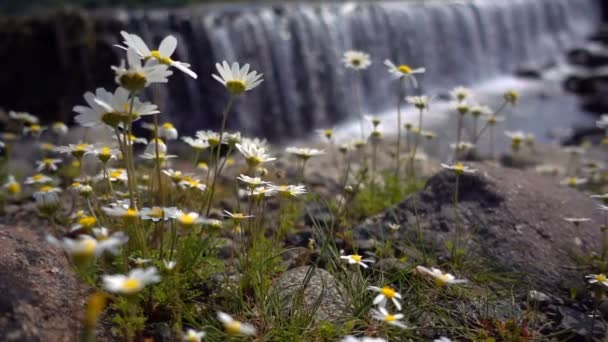 Ромашка Цветок Водопад Позади — стоковое видео