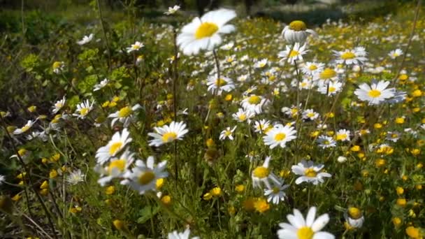 Daisy Flower Natuur — Stockvideo