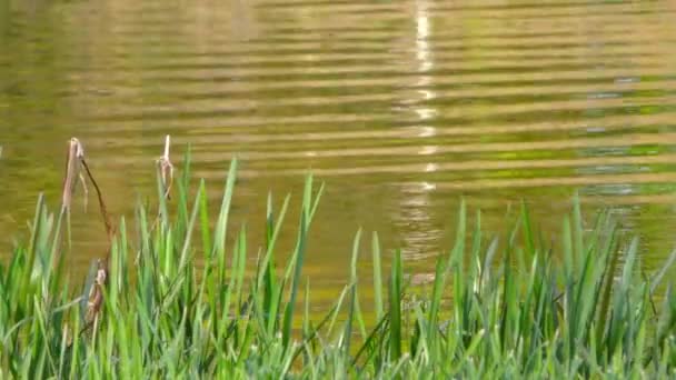草和湖全高清 — 图库视频影像