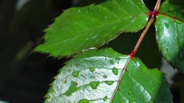 Gröna Blad Efter Regn — Stockvideo