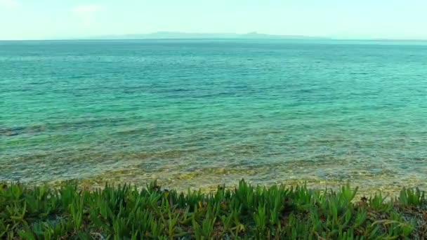 Зелена Рослина Море — стокове відео