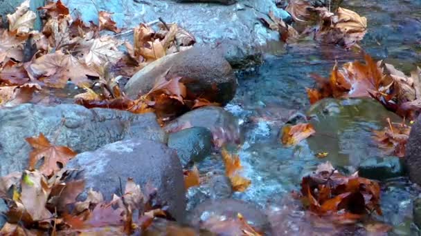 Video Von Blättern Und Wasserfall — Stockvideo