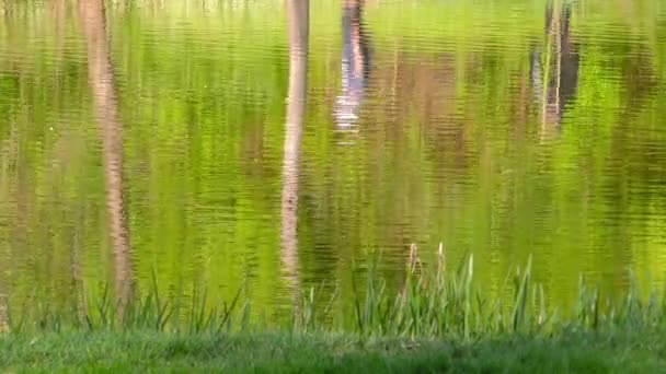 Люди Відображають Силует Зеленому Озері Full — стокове відео