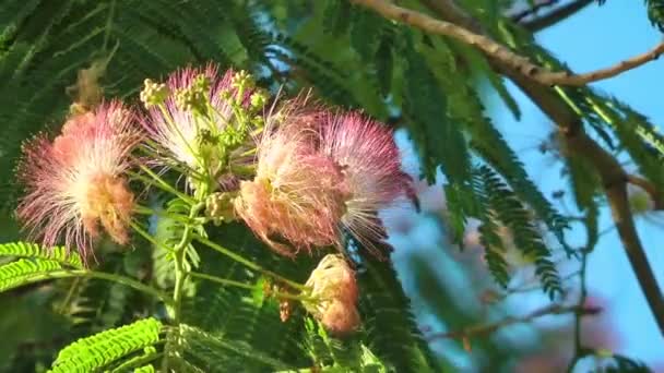 Video Flores Rosadas — Vídeo de stock