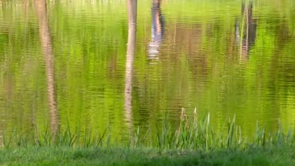 グリーン湖の人々 の反射シルエット — ストック動画