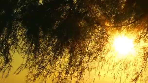 木と太陽は — ストック動画