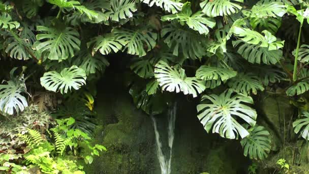 Planta Tropical Cascada — Vídeo de stock