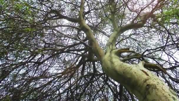 Vídeo Árvore — Vídeo de Stock