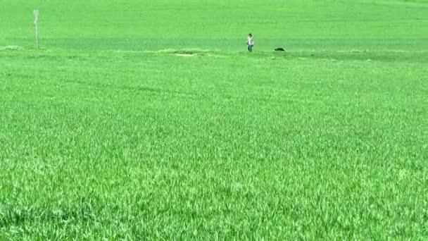 与狗在绿色的田野里散步 — 图库视频影像