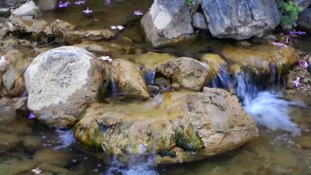 Video Waterfall Flowers — Stock Video