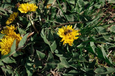 Sarı bir karahindiba üzerindeki dron