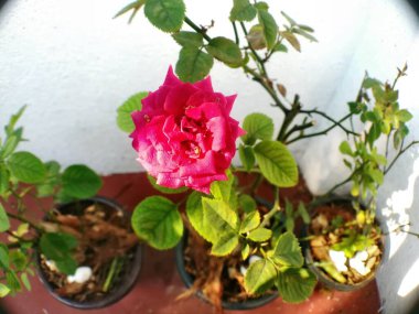 Hybride Red Rose gecenin ilerleyen saatlerinde arka bahçede beliriyor..