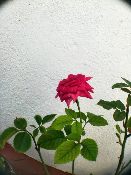 Hybride Red Rose Aparece Mais Tarde Noite Quintal — Fotografia de Stock