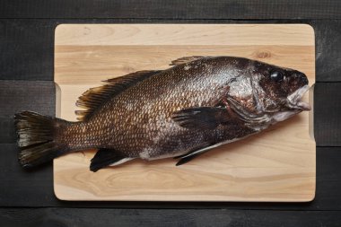 Sciaena umbra bakış