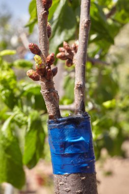 Doğada aşılı ağaç