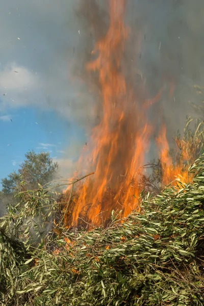 Gałązki oliwne i ogień — Zdjęcie stockowe