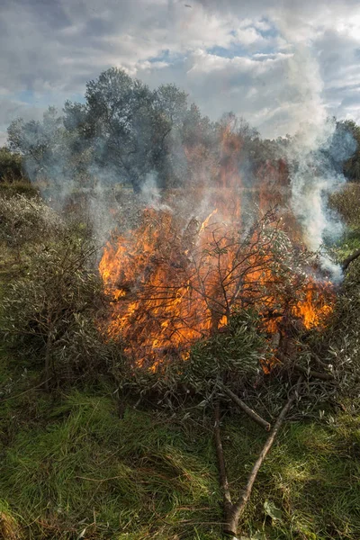 Olivkvistar och eld — Stockfoto