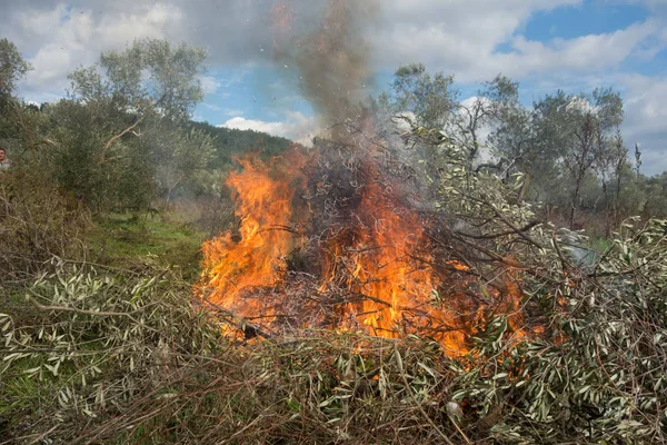 Olivkvistar och eld — Stockfoto