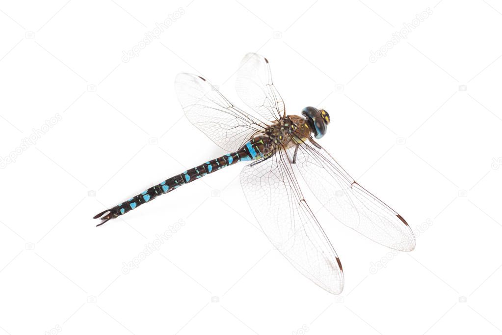 Emperor Dragonfly on white