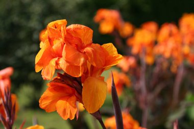 turuncu, kırmızı Canna çiçeği (canna indica) kapat