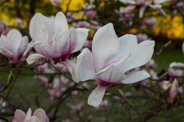 Bir ağaç dalında pembe bahar manolyası çiçekleri (Magnolia virginiana)