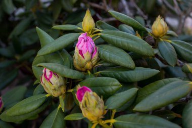 Kenevir familyasından (Ericaceae) gelen rododendron, açelya (Rhododendron L.) türündeki bitkilere yakın dur.)