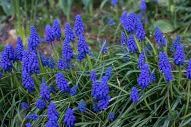 Çiçek açan mavi sümbül Muscari Ermeniacum 'un (Muscari Değirmeni) yakın çekimi. Kuşkonmaz familyasından bitkiler.