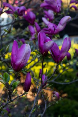 Bir ağaç dalında pembe bahar manolyası çiçekleri (Magnolia virginiana)