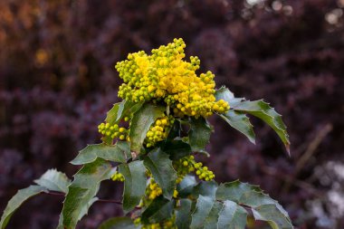 Amerikan çobanpüskülü, Noel çobanpüskülü (Ilex aquifolium L.) dalının baharda sarı renkte açtığı yakın plan. Noel 'de evleri ve daireleri süslemek için kullanılan süs bitkisi..