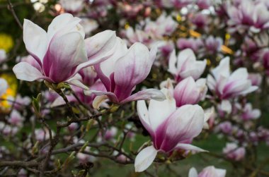 Bir ağaç dalında pembe bahar manolyası çiçekleri (Magnolia virginiana)